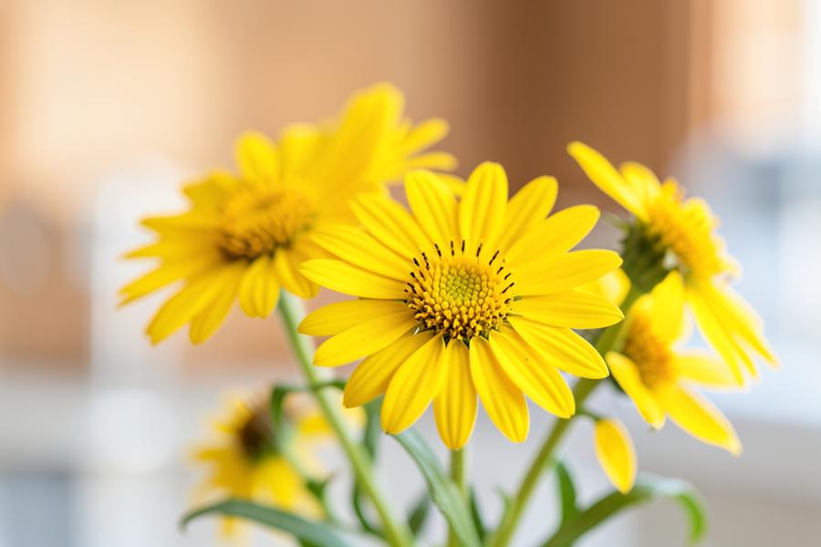 Yellow arnica montana flowers photographed close up